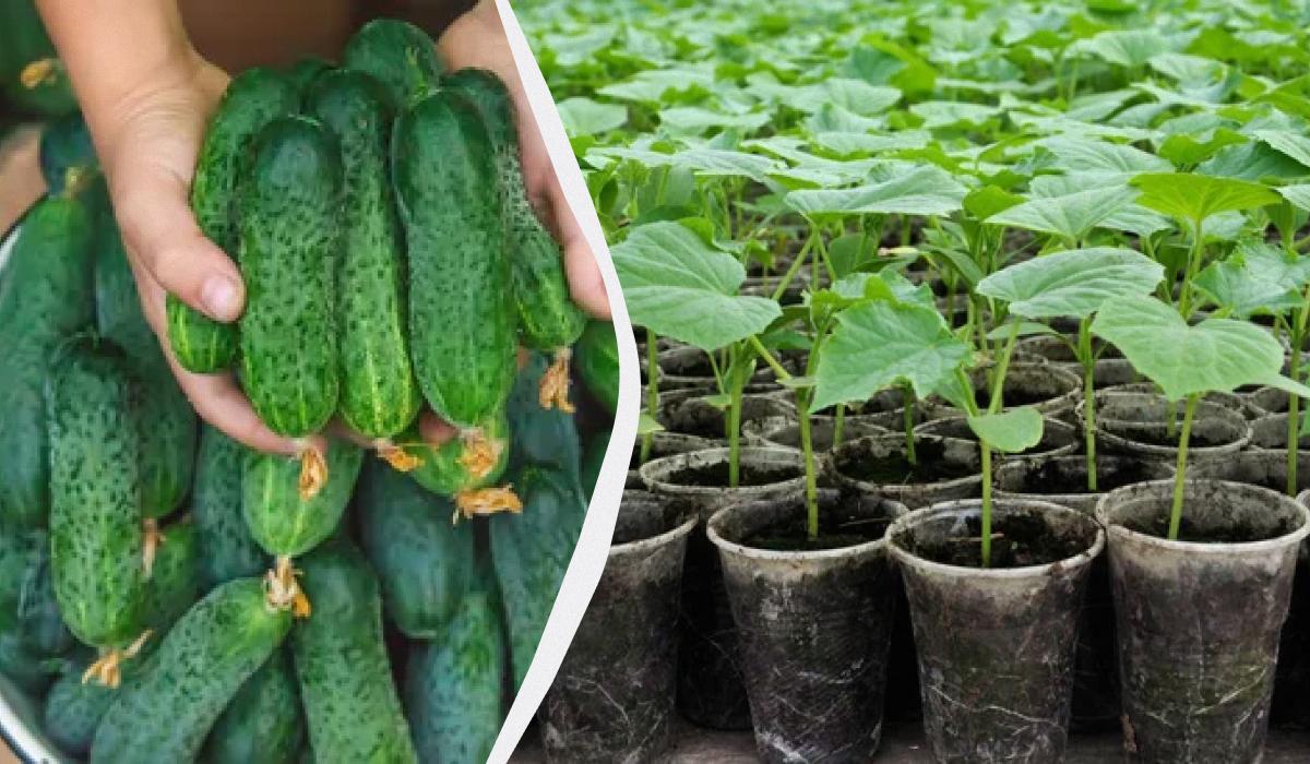 Чим можна підживити огірки - поради / колаж УНІАН, фото ua.depositphotos.com Чим можна підживити огірки - поради / колаж УНІАН, фото ua.depositphotos.com
