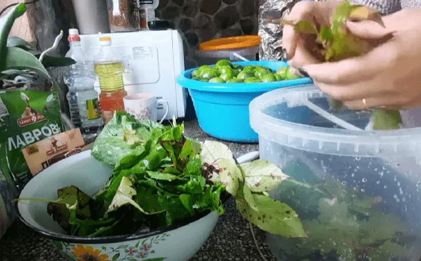 Зелені помідори