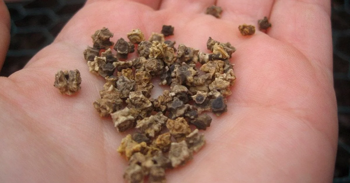 Новина: Як уникнути помилок при вирощуванні буряка