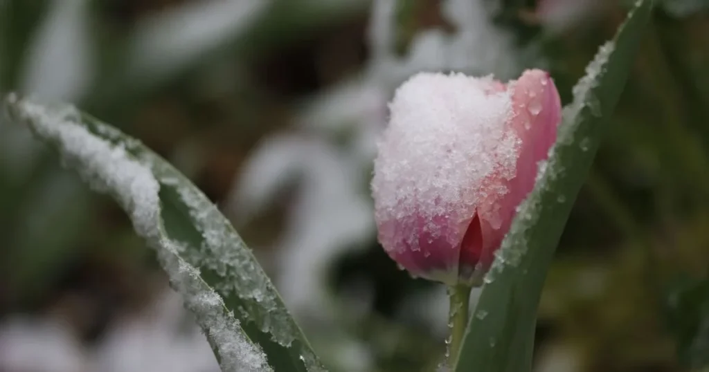 Новина: У Львівській області оголошено червоний рівень небезпечності через заморозки