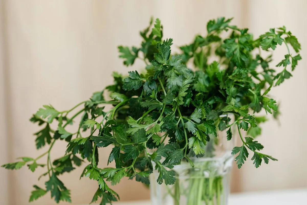 Зберігання свіжої зелені