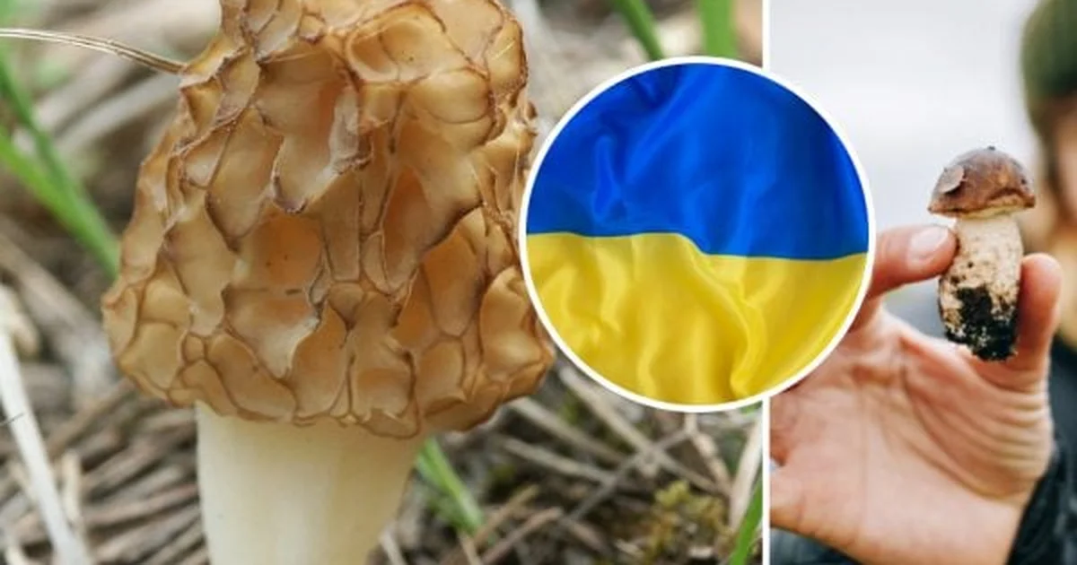 Ніякі не 