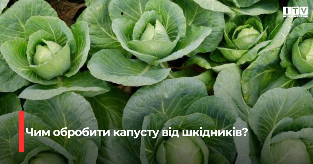 як захистити капусту від попелиці
