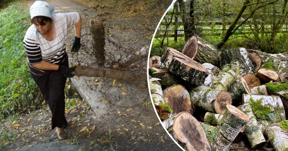 Самосійні дерева на подвір’ї та городі
