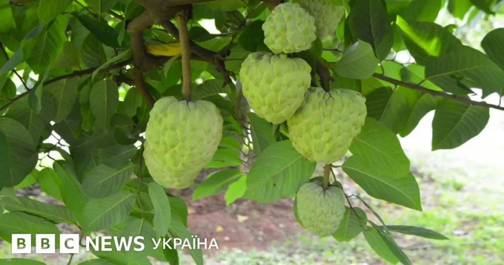 як вирощувати цукрове яблуко