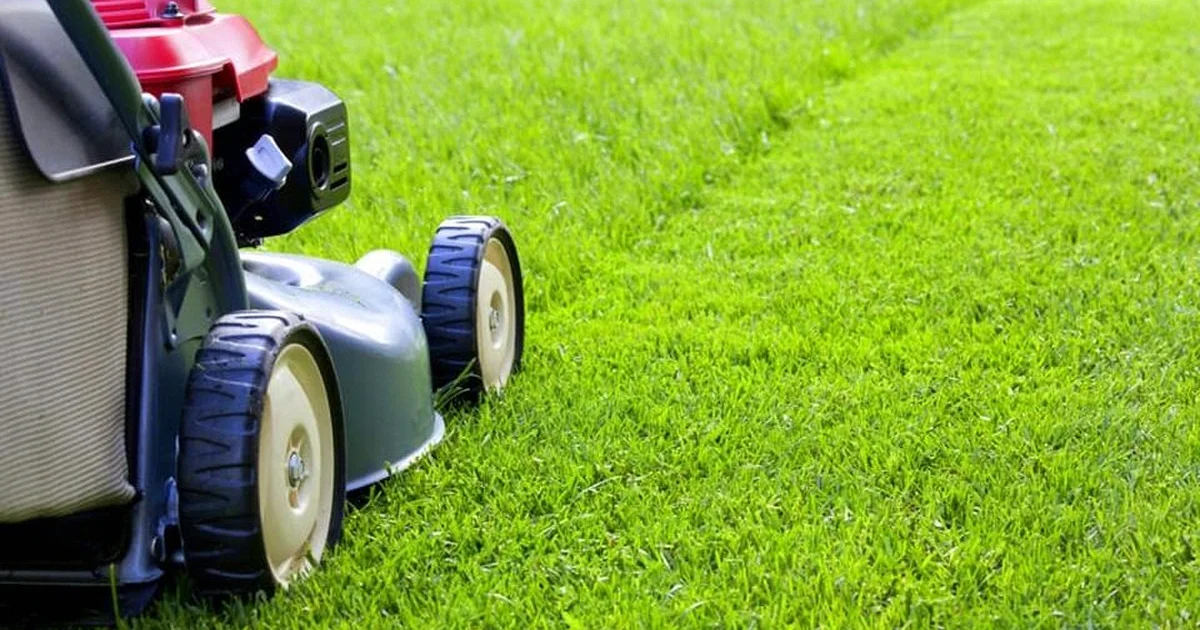 коли підстригати газон