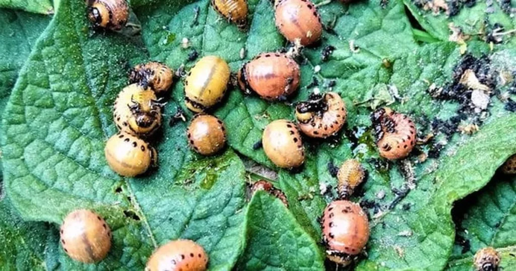 як врятувати картоплю від колорадського жука