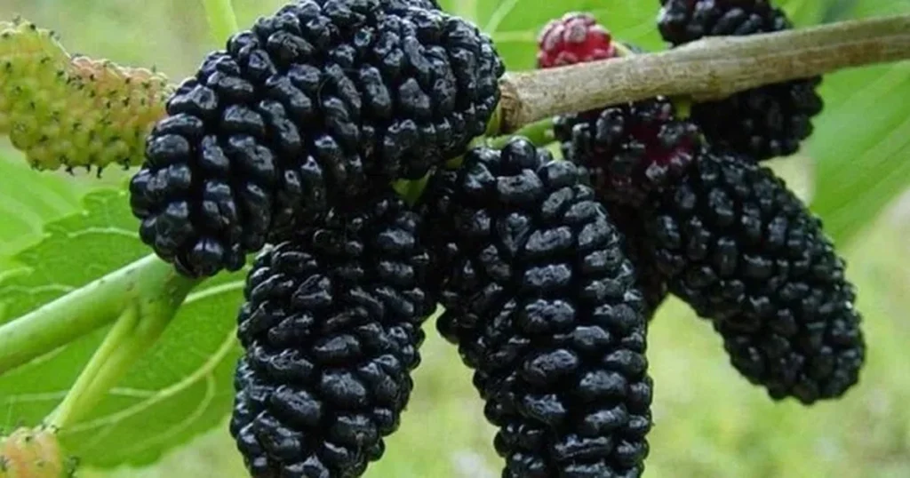 корисність шовковиці для серця