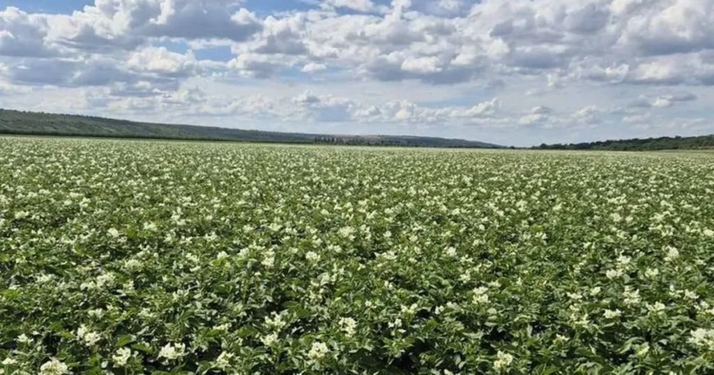збирання картоплі з агроволокна