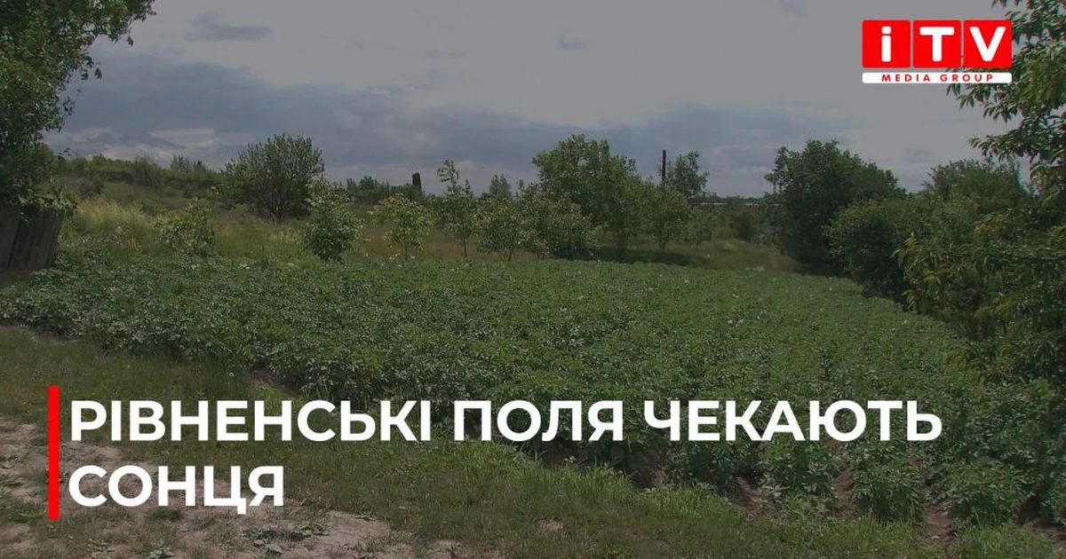 На Рівненщині картопля відстає у рості На Рівненщині картопля відстає у рості