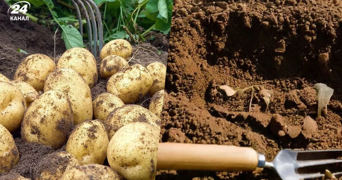 Як зрозуміти, що прийшов час підгортати картоплю Як зрозуміти, що прийшов час підгортати картоплю