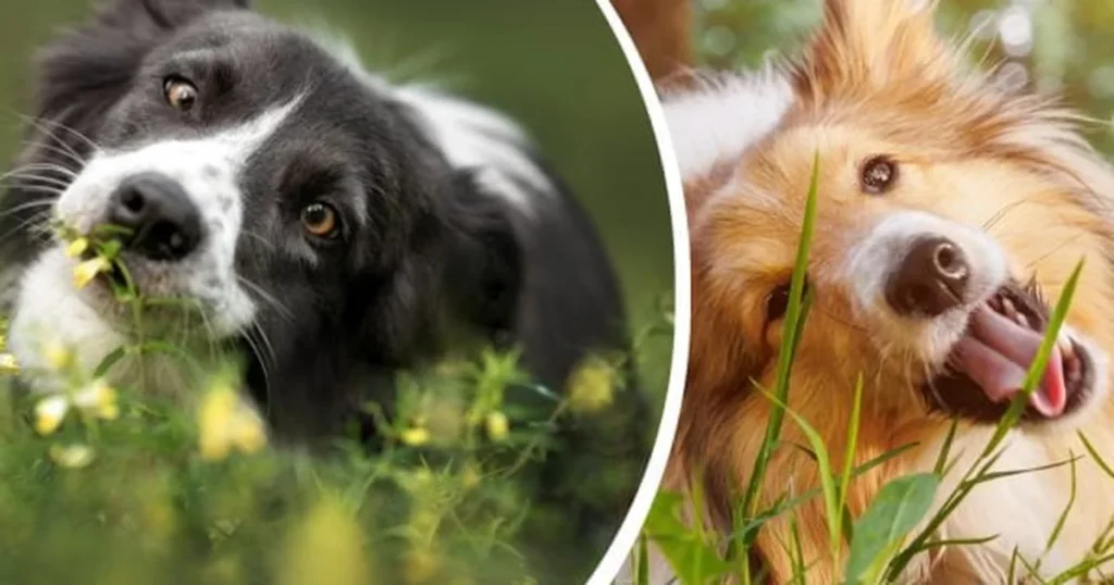 Чому собаки їдять траву: несподіване пояснення ветеринара