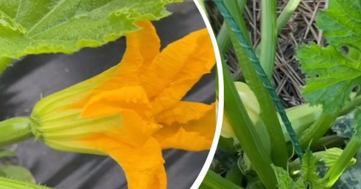 Чим полити кабачки для збільшення врожаю в червні