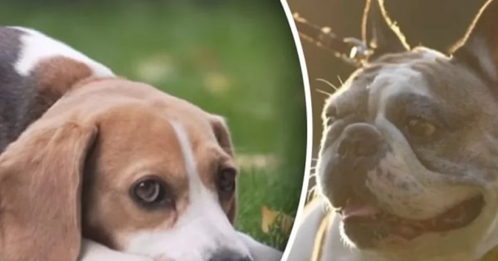 Чому собака зменшила апетит: зміни, які варто помітити