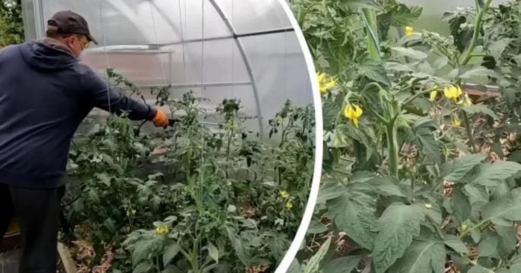 Фітофтора зникне: натуральний спрей для помідорів