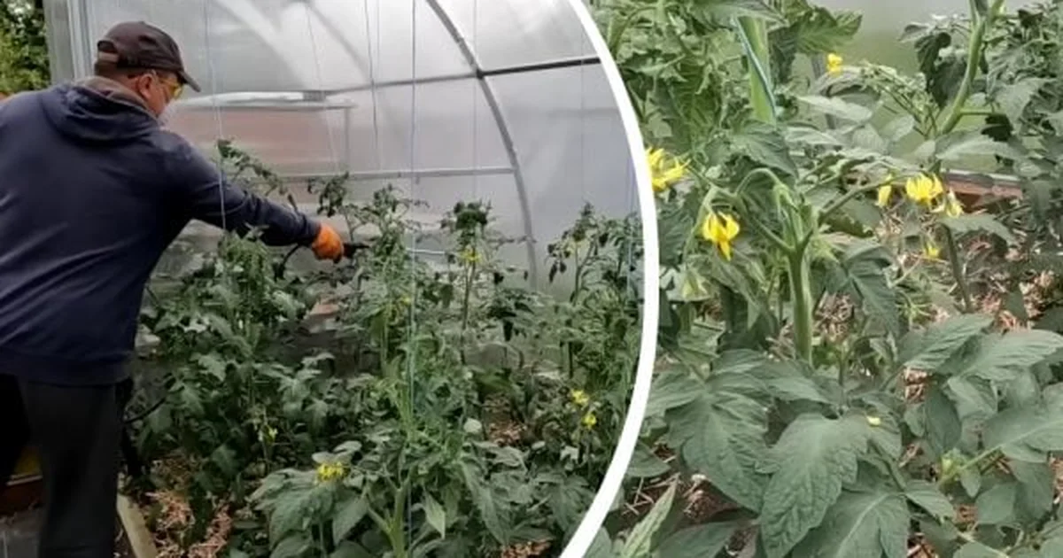 Фітофтора зникне: натуральний спрей для помідорів