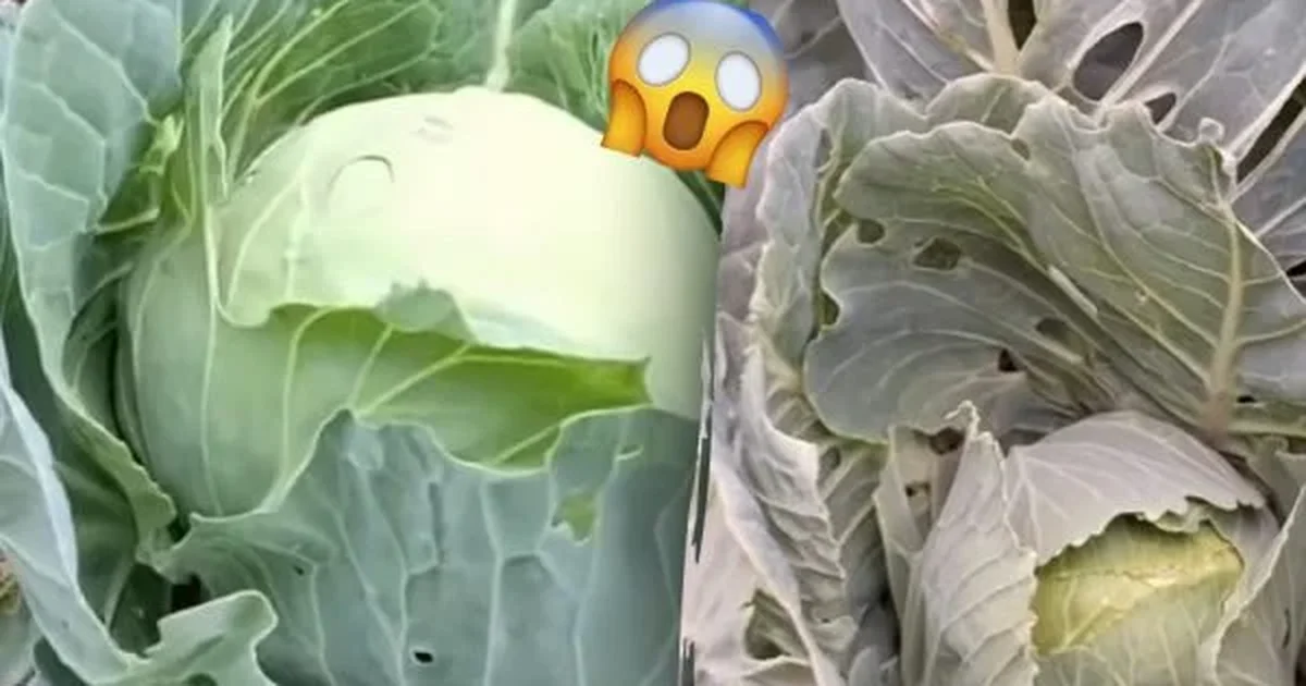 качани стануть схожими на баскетбольні