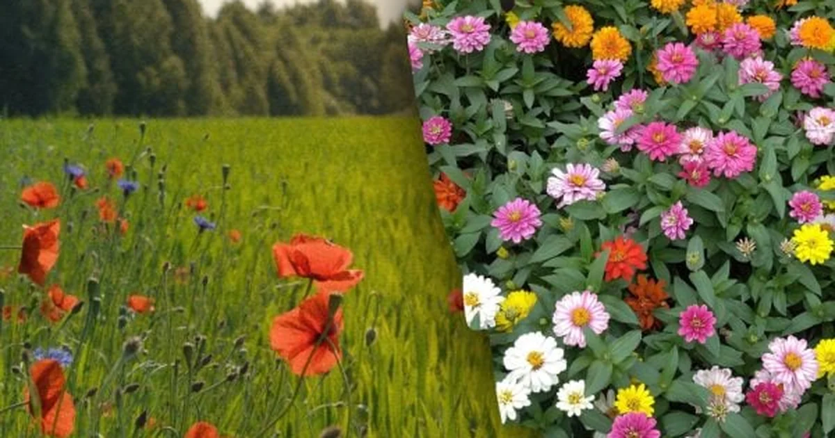 народні прикмети 19 липня