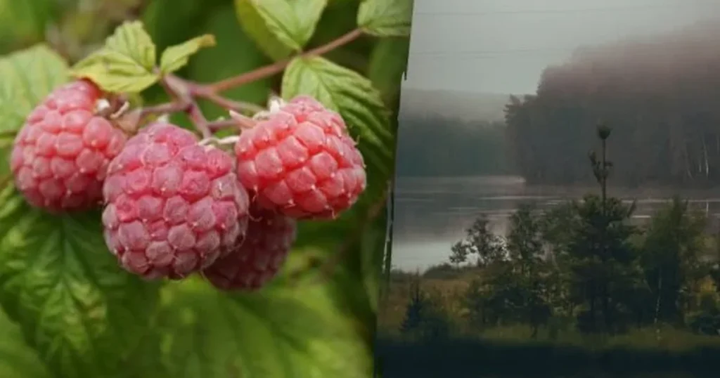 народні прикмети 22 липня дивні