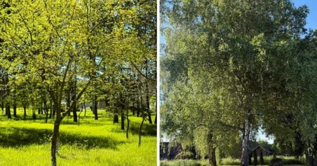 сад наче з лісової казки