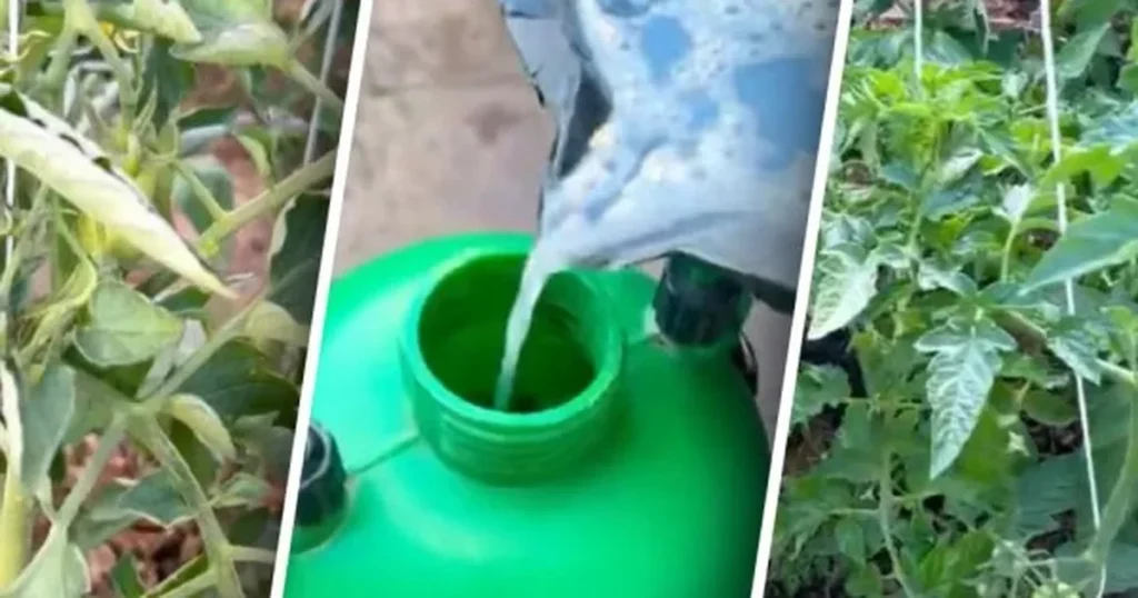 скручене листя на томатах небезпечний