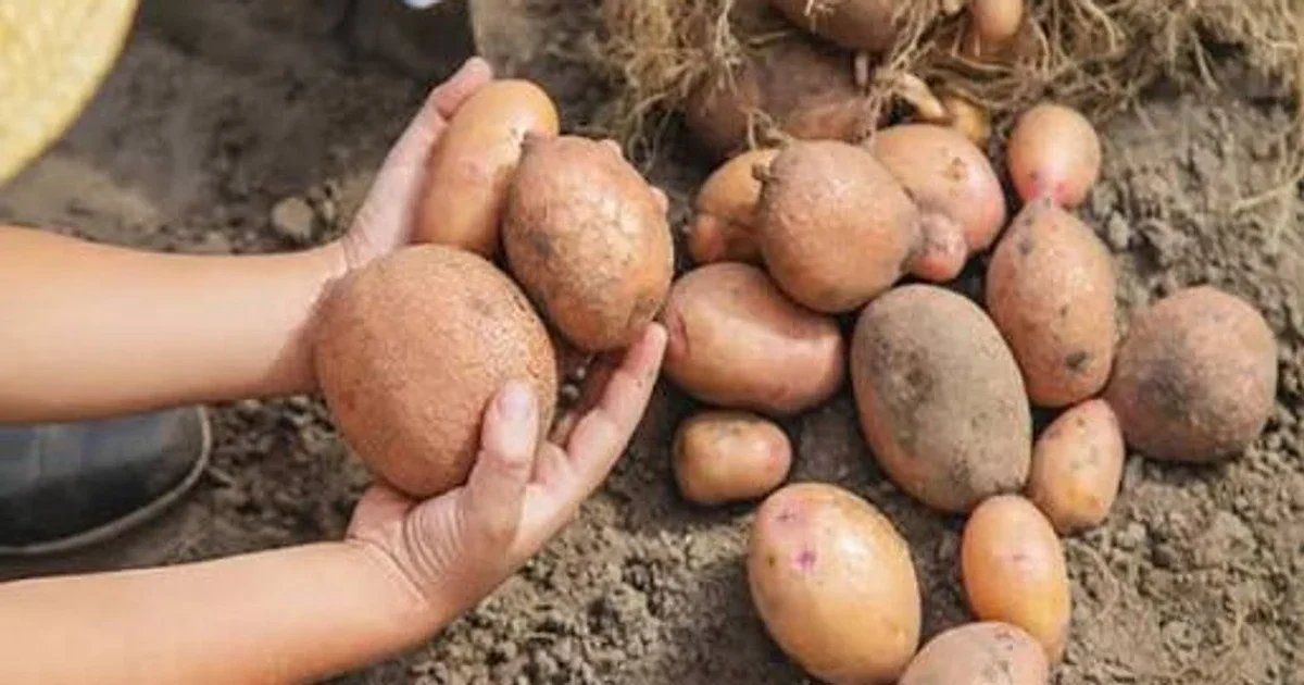 оподаткування продажу овочів