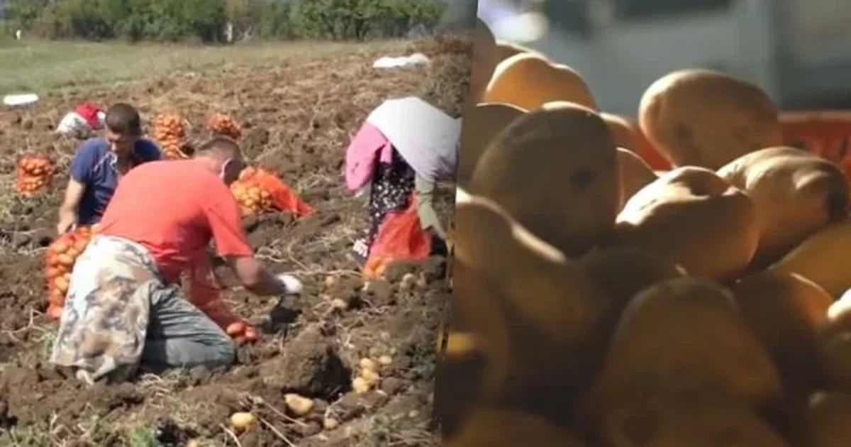 зберегти врожай до весни